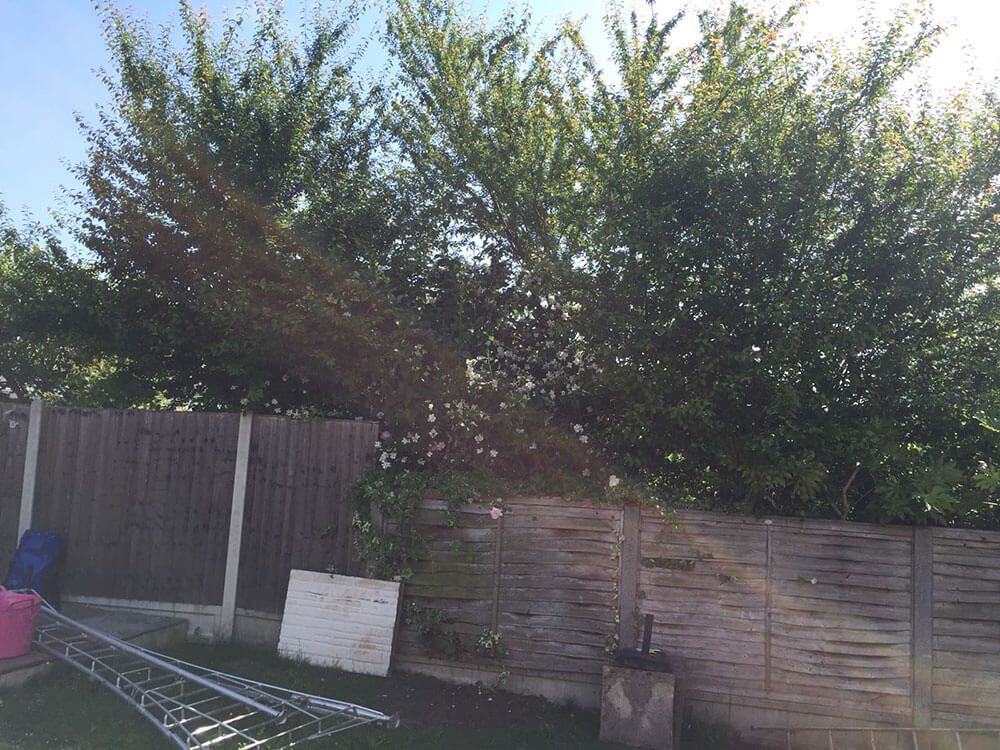 Valiant Arborists gallery-13