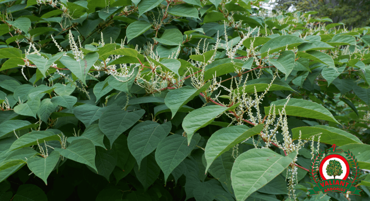 japanese knotweed removal Essex